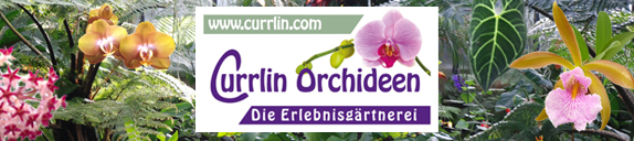 Currlin Orchideen