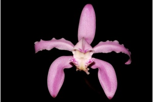 cattleya kerrii currlin orchideen