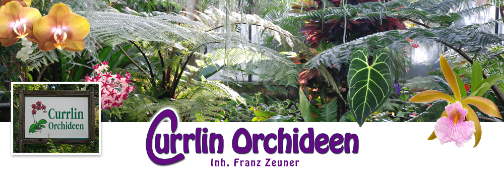 Currlin Orchideen
