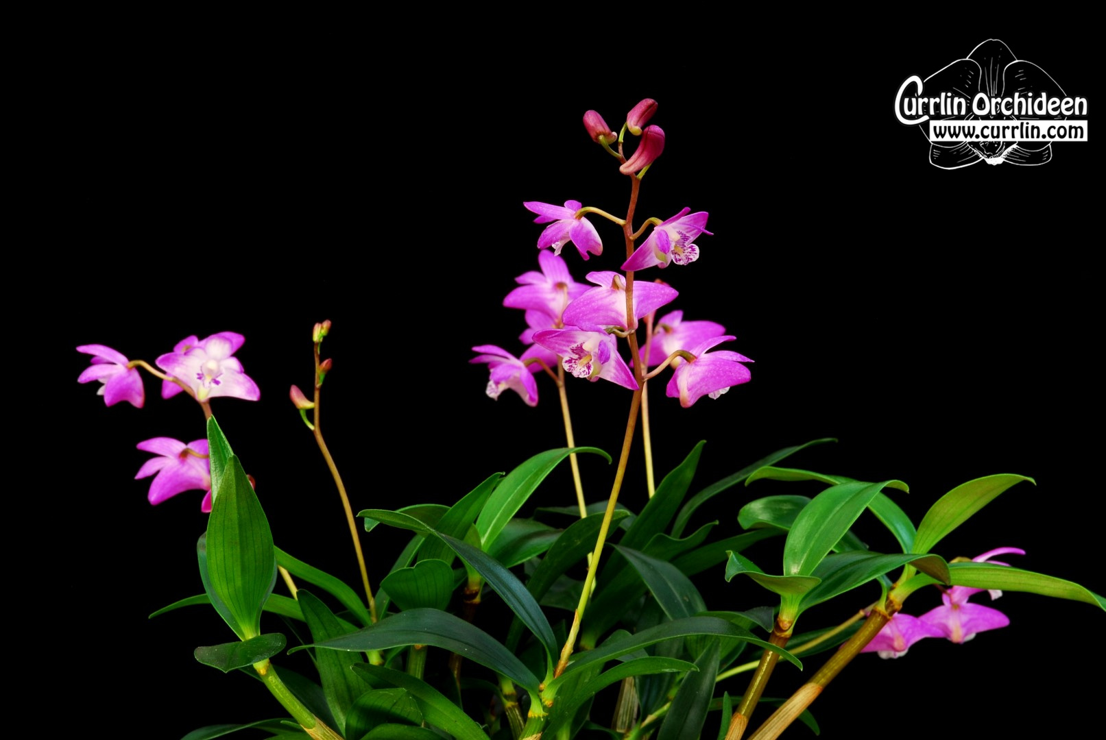 Dendrobium kingianum - Currlin Orchideen