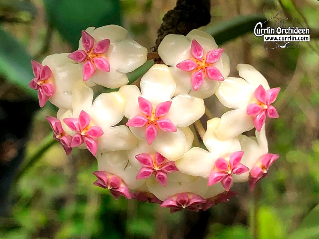 Hoya icensis Hoya seed023 カット苗 Hoya icensis 023 (Hoya Patcharawalai 023) 18 Inches Plant