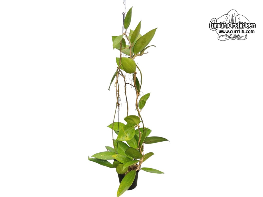 Hoya icensis Hoya seed023 カット苗 Hoya icensis 023 (Hoya Patcharawalai 023) 18 Inches Plant