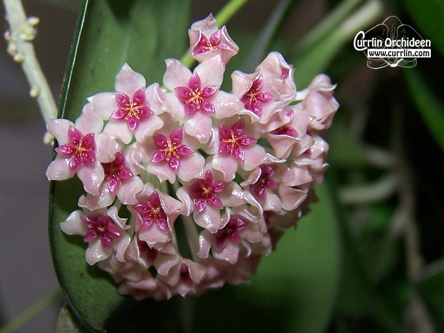 Hoya tomataensis - Currlin Orchideen