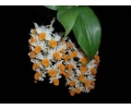 Dendrobium thyrs 4cdafe2426c6f