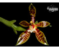 Phalaenopsis cor 4cdb0544b10df