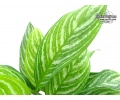 Aglaonema Stripes (Leaves) - Currlin Orchideen