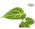 Anthurium crystallinum (Leaves of seedlings) - Currlin Orchideen