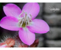 Bertolonia sp. Jussari (Flower ©Thorsten Archut) - Currlin Orchideen