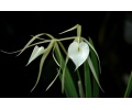 brassavola nodosa currlin orchideen