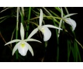 brassavola species nr122 currlin orchideen 395577865