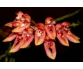 bulbophyllum-taeniophyllum-gro