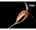 Bulbophyllum blumei - Currlin Orchideen