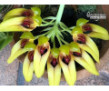 Bulbophyllum graveolens - Currlin Orchideen