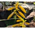 Bulbophyllum khaoyaiense (Flowers) - Currlin Orchideen