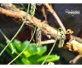 Bulbophyllum lemniscatoides - Currlin Orchideen