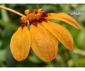 Bulbophyllum mastersianum - Currlin Orchideen
