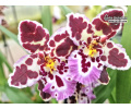 Cambria Magnificent Sonia - Currlin Orchideen