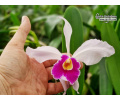 Cattleya Eximia - Currlin Orchideen