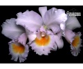 Cattleya schroederae - Currlin Orchideen