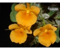 Dendrobium jenkinsii (Flowers) - Currlin Orchideen