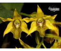 Dendrobium macrophyllum var. ternatense - Currlin Orchideen