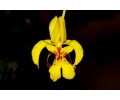 lockhartia serra currlin orchideen