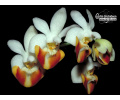 Phalaenopsis lobbii - Currlin Orchideen