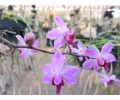 phalaenopsis pulcherrima var regnieriana currlin orchideen