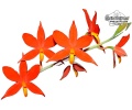 Prosthechea vitellina (Flowers) - Currlin Orchideen
