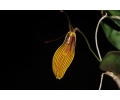 restrepia brachypus currlin orchideen