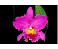 rhyncholaeliocattleya-pink-empress-mittel