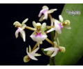 Saccolabiopsis pusilla - Currlin Orchideen