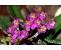 Schoenorchis fragrans - Currlin Orchideen