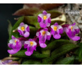 Schoenorchis scolopendria - Currlin Orchideen