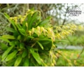 specklinia grobyi2 currlin orchideen