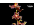 Stelis ciliaris (spike) von Currlin Orchideen
