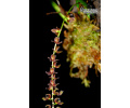 Stelis ciliaris (Habitus) von Currlin Orchideen