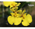 Tolumnia JK Firm Jiaho Fantasy - Currlin Orchideen