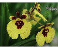 Tolumnia JK Firm Lion - Currlin Orchideen
