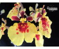 Tolumnia JK Flyer Golden Fan - Currlin Orchideen