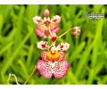 Tolumnia JK Flyer 'No. 642' - Currlin Orchideen