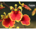 Tolumnia JK Flyer Nr. 703 - Currlin Orchideen