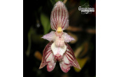Bulbophyllum amb 4e2d361adec34