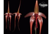 Bulbophyllum ech 4cda700505719