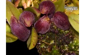 acianthera bragae currlin orchideen