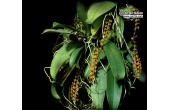Aerangis hildebrandtii - Currlin Orchideen