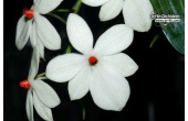 Aerangis luteoalba var. rhodosticta von Currlin Orchideen