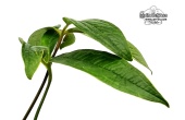 Anthurium arisaemoides (leaves) - Currlin Orchideen