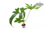 Anthurium pedatum (Habitus) - Currlin Orchideen