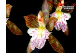 Aspasia variegata - Currlin Orchideen